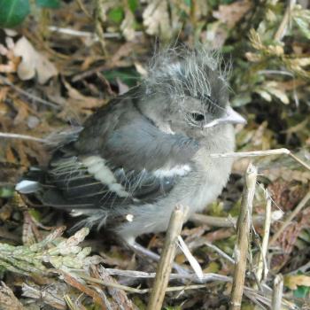 Pinson des arbres juvénile au sol